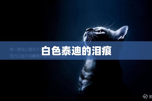 白色泰迪的淚痕