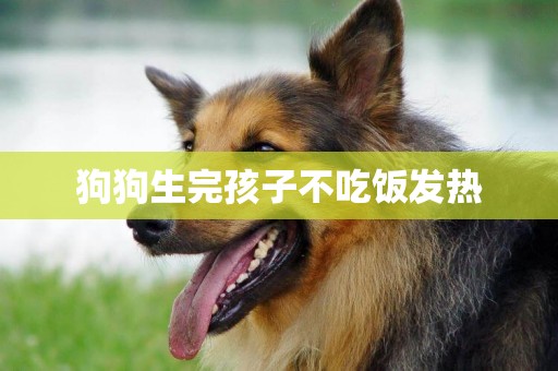狗狗生完孩子不吃飯發熱