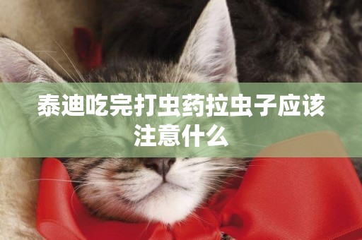 泰迪吃完打蟲藥拉蟲子應該注意什么