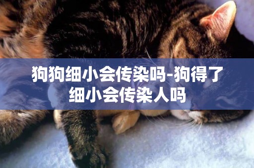 狗狗細小會傳染嗎-狗得了細小會傳染人嗎