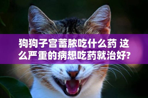 狗狗子宮蓄膿吃什么藥 這么嚴重的病想吃藥就治好?