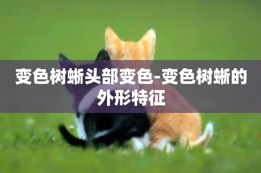 變色樹蜥頭部變色-變色樹蜥的外形特征
