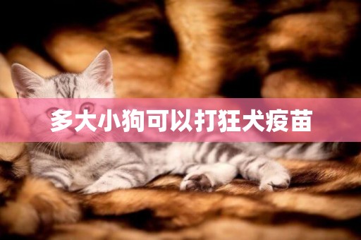 多大小狗可以打狂犬疫苗
