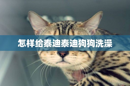 怎樣給泰迪泰迪狗狗洗澡