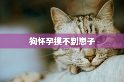 狗懷孕摸不到崽子
