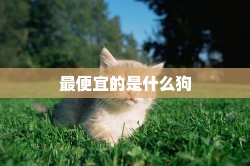 最便宜的是什么狗