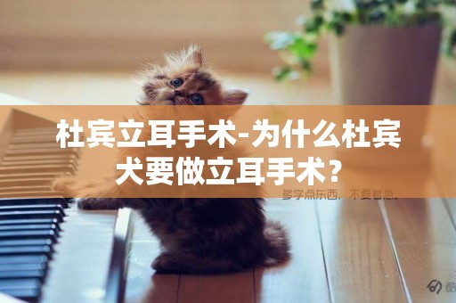 杜賓立耳手術-為什么杜賓犬要做立耳手術？