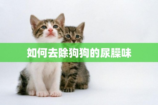 如何去除狗狗的尿臊味