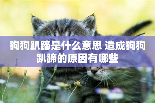 狗狗趴蹄是什么意思 造成狗狗趴蹄的原因有哪些