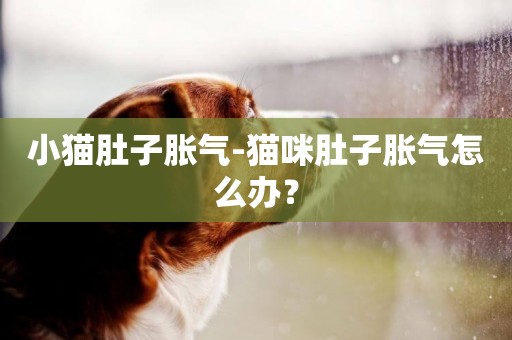 小貓肚子脹氣-貓咪肚子脹氣怎么辦？