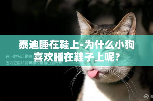 泰迪睡在鞋上-為什么小狗喜歡睡在鞋子上呢？