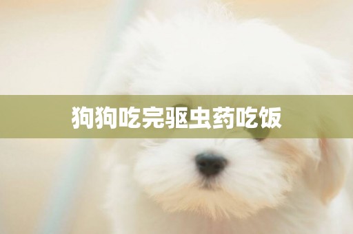 狗狗吃完驅蟲藥吃飯