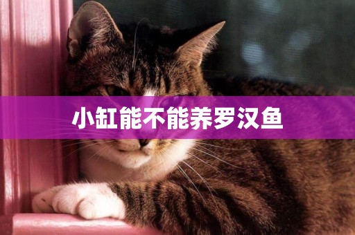 小缸能不能養羅漢魚