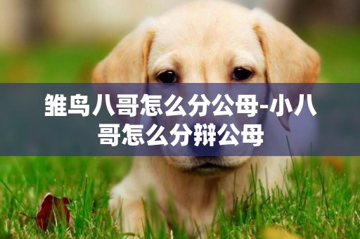 雛鳥八哥怎么分公母-小八哥怎么分辯公母