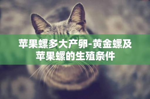 蘋果螺多大產卵-黃金螺及蘋果螺的生殖條件