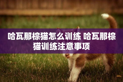 哈瓦那棕貓怎么訓練 哈瓦那棕貓訓練注意事項