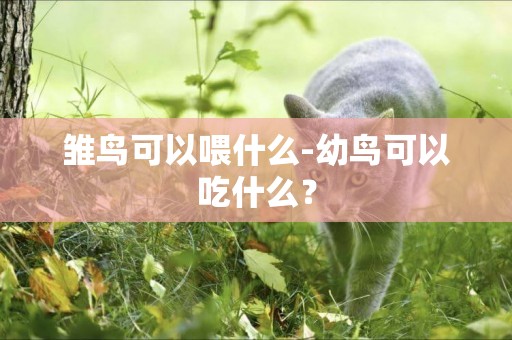 雛鳥可以喂什么-幼鳥可以吃什么？
