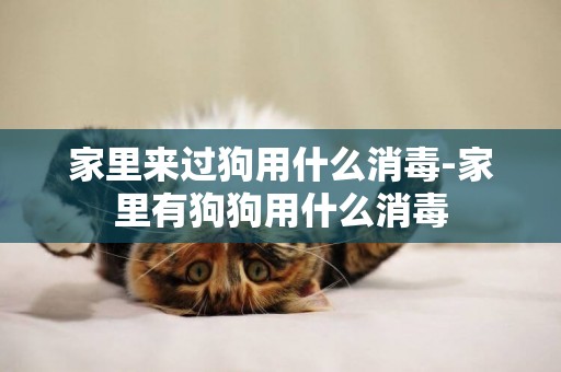 家里來過狗用什么消毒-家里有狗狗用什么消毒