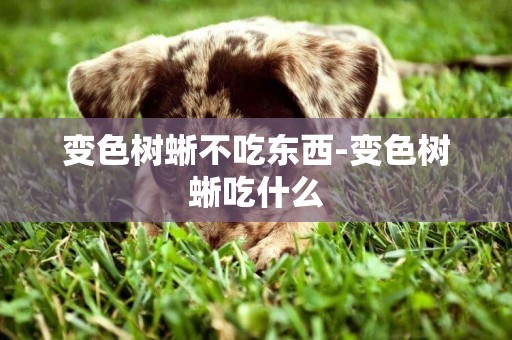 變色樹蜥不吃東西-變色樹蜥吃什么