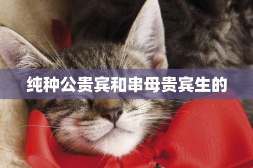純種公貴賓和串母貴賓生的