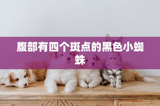 腹部有四個斑點的黑色小蜘蛛