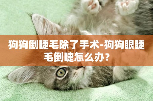 狗狗倒睫毛除了手術-狗狗眼睫毛倒睫怎么辦？