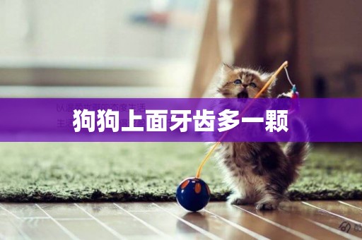 狗狗上面牙齒多一顆