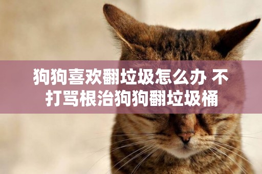 狗狗喜歡翻垃圾怎么辦 不打罵根治狗狗翻垃圾桶