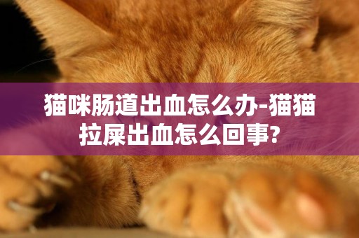 貓咪腸道出血怎么辦-貓貓拉屎出血怎么回事?