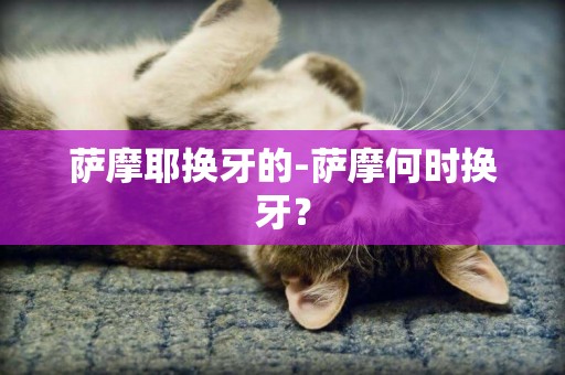 薩摩耶換牙的-薩摩何時換牙？
