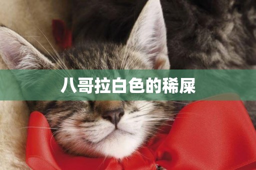 八哥拉白色的稀屎