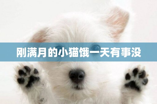 剛滿月的小貓餓一天有事沒