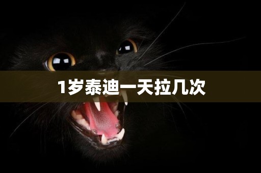 1歲泰迪一天拉幾次