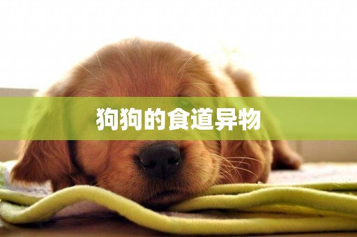 狗狗的食道異物