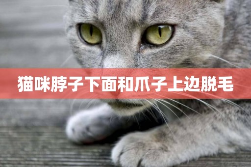 貓咪脖子下面和爪子上邊脫毛