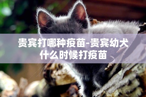 貴賓打哪種疫苗-貴賓幼犬什么時候打疫苗