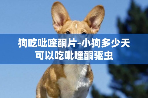 狗吃吡喹酮片-小狗多少天可以吃吡喹酮驅蟲