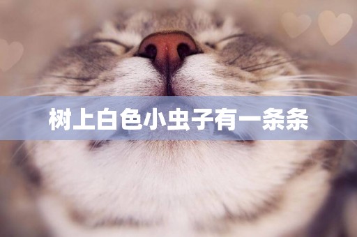 樹上白色小蟲子有一條條