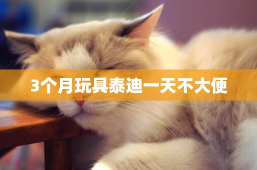 3個月玩具泰迪一天不大便