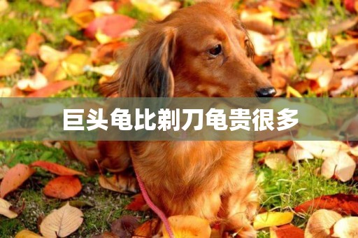 巨頭龜比剃刀龜貴很多