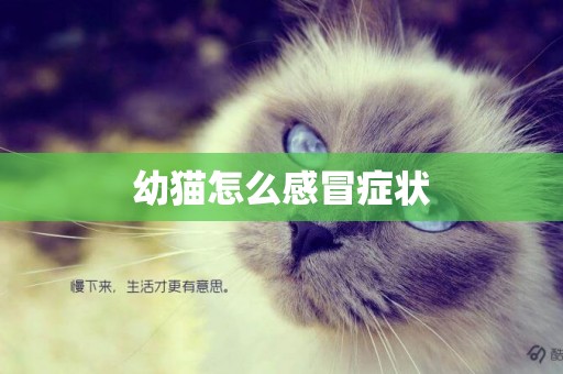 幼貓怎么感冒癥狀