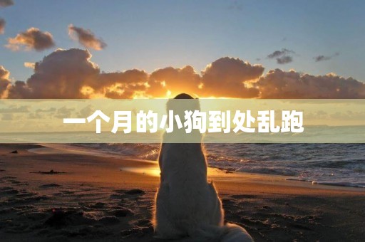 一個月的小狗到處亂跑