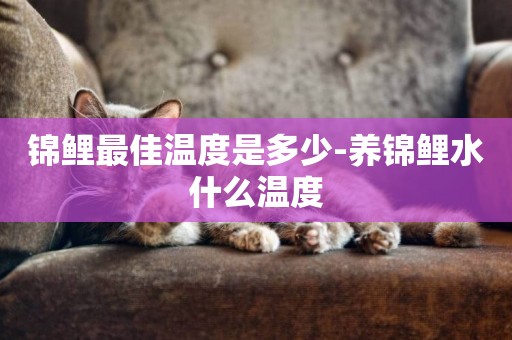 錦鯉最佳溫度是多少-養錦鯉水什么溫度