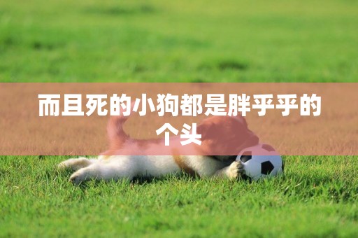 而且死的小狗都是胖乎乎的個頭