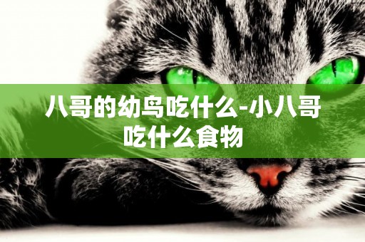八哥的幼鳥吃什么-小八哥吃什么食物