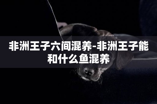 非洲王子六間混養-非洲王子能和什么魚混養