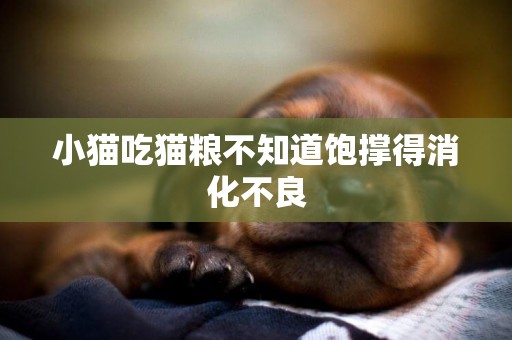 小貓吃貓糧不知道飽撐得消化不良