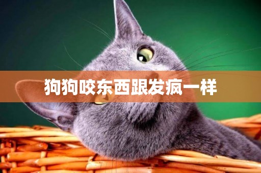狗狗咬東西跟發瘋一樣