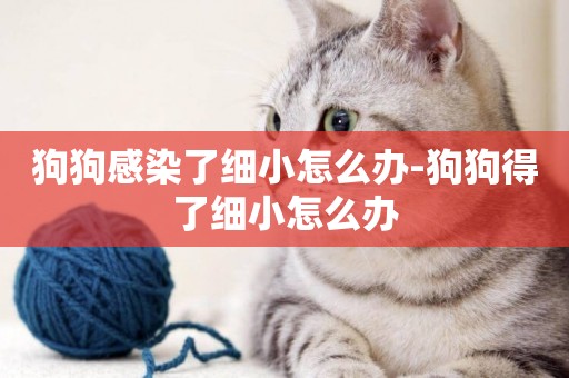 狗狗感染了細小怎么辦-狗狗得了細小怎么辦