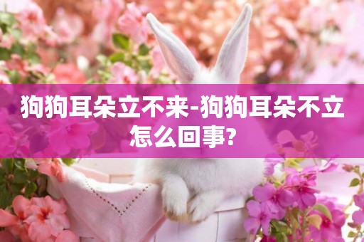 狗狗耳朵立不來-狗狗耳朵不立怎么回事?